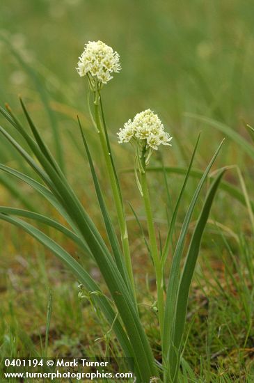 Zigadenus venenosus