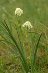 Death Camas