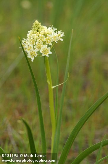 Zigadenus venenosus