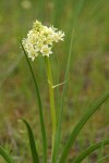 Death Camas