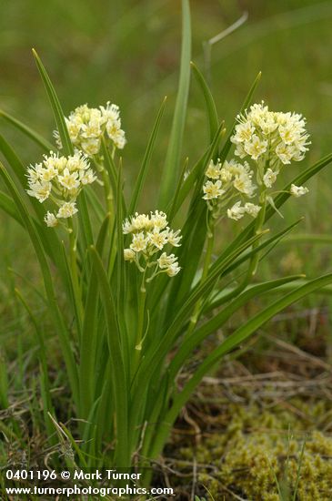 Zigadenus venenosus