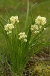 Death Camas