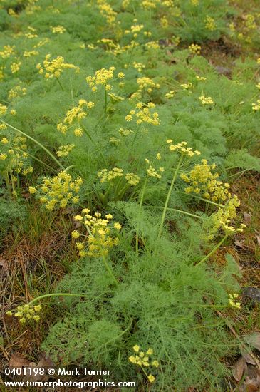 Lomatium grayi