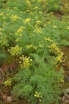 Gray's (Pungent) Desert Parsley blossoms & foliage