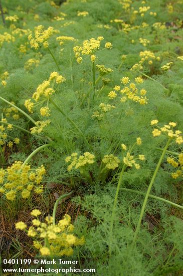 Lomatium grayi