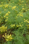 Gray's (Pungent) Desert Parsley blossoms & foliage