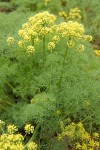 Gray's (Pungent) Desert Parsley blossoms & foliage