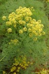 Gray's (Pungent) Desert Parsley blossoms & foliage