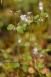 Small-flowered Tonella