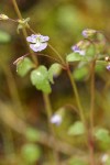 Small-flowered Tonella