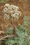 Canby's Desert Parsley