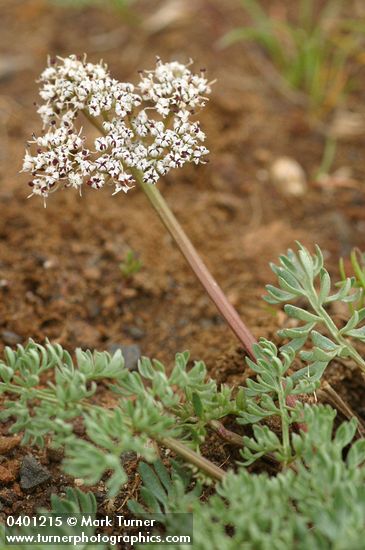 Lomatium canbyi