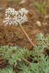 Canby's Desert Parsley