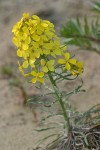 Pale Wallflower