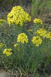 Pale Wallflower