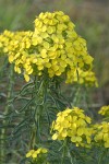 Pale Wallflower