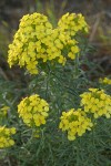 Pale Wallflower