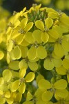 Pale Wallflower blossoms detail