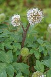 Ball-head Waterleaf