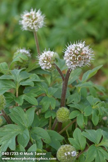 Hydrophyllum capitatum var. thompsonii