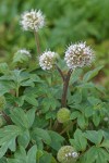 Ball-head Waterleaf