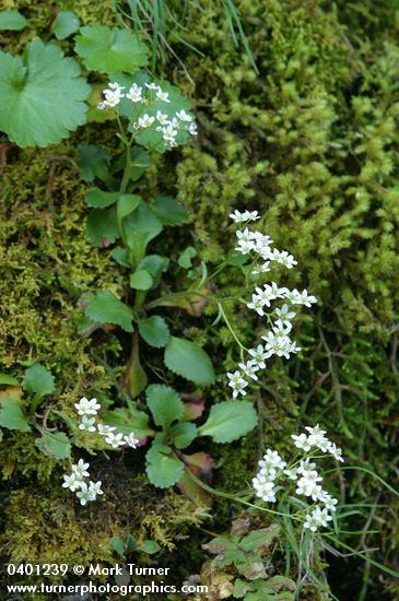 Saxifraga occidentalis