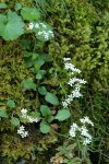 Western Saxifrage among mosses on rocky cliff