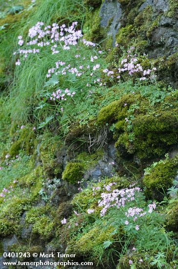 Lithophragma parviflorum