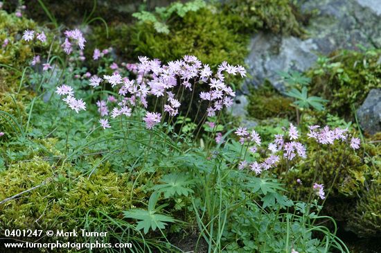 Lithophragma parviflorum