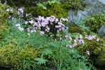 Small-flowered Prairie Star among mosses on rocky cliff