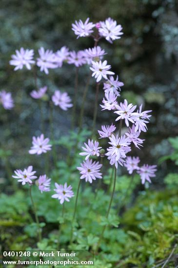 Lithophragma parviflorum