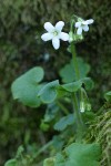 Sitka Mist Maidens