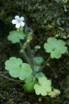 Sitka Mist Maidens