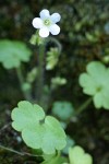 Sitka Mist Maidens