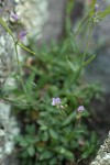 Little-leaf Rockcress