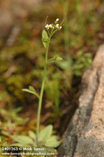 Arabis hirsuta