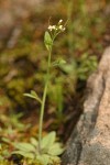 Hairy Rockcress