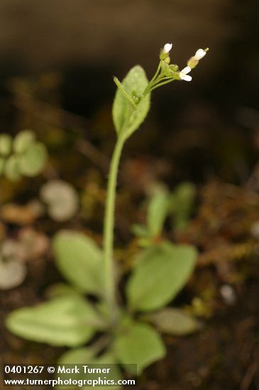 Arabis hirsuta