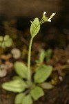 Hairy Rockcress