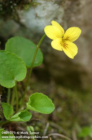 Viola sempervirens