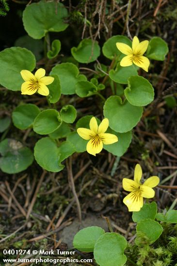 Viola sempervirens