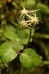 Cut-leaved Goldthread