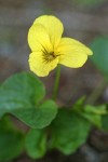 Evergreen Violet blossom & foliage