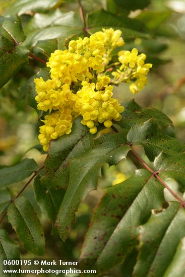 Mahonia (Berberis) aquifolium