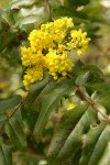 Shining Oregon Grape blossoms & foliage