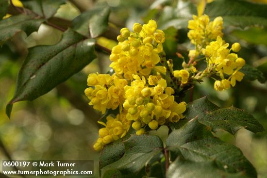 Mahonia (Berberis) aquifolium