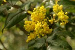 Shining Oregon Grape blossoms & foliage