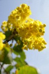 Shining Oregon Grape blossoms & foliage low angle against sky