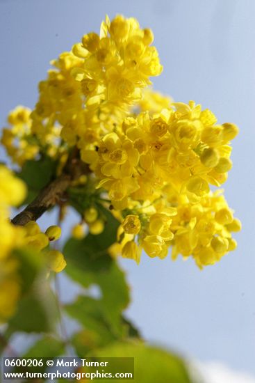 Mahonia (Berberis) aquifolium