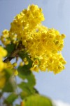 Shining Oregon Grape blossoms & foliage low angle against sky